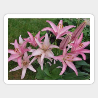 Pink Lily Sticker